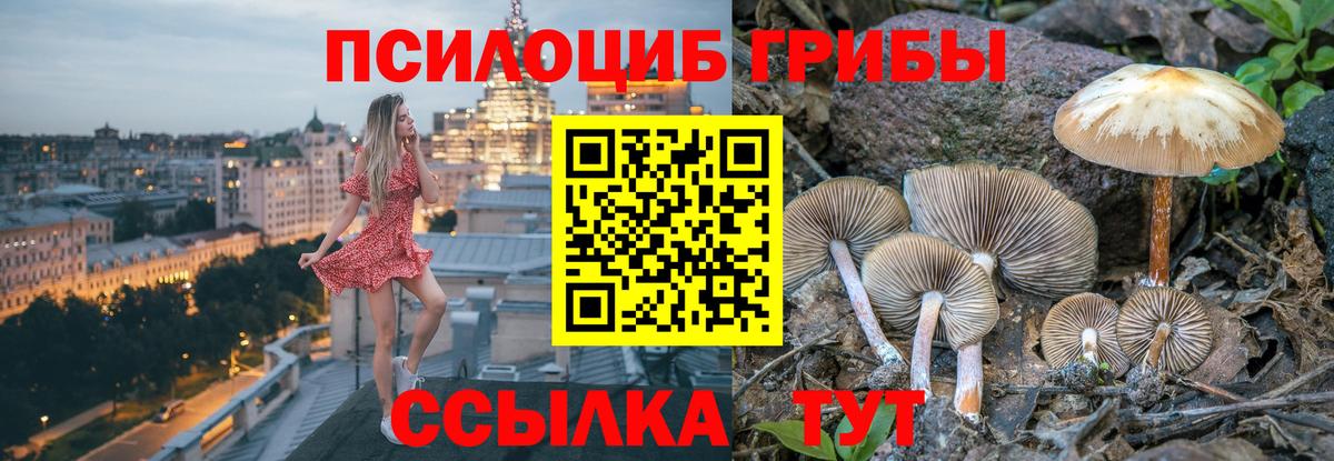 Галлюциногенные грибы Psilocybe Светлоград